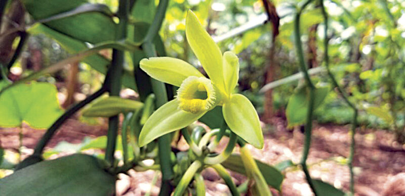 An introduction to the vanilla orchid